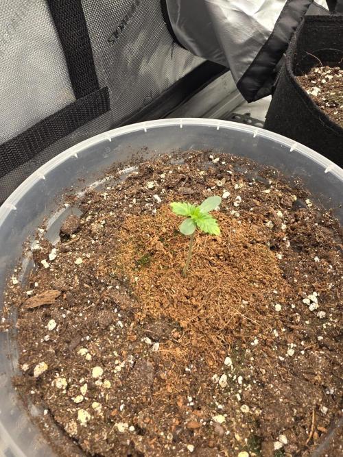 Wizard Trees - Studio Cherry. Week 1 - Day 6