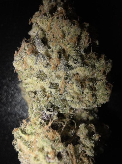 Double Stuffed Sorbet. Week 16