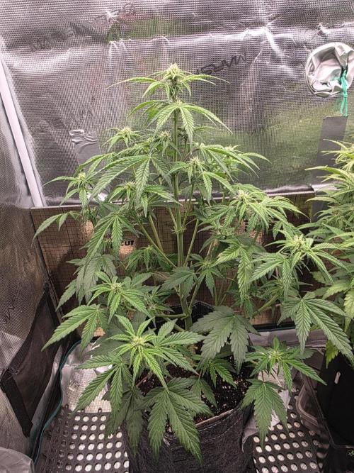 Slamberry - Speedrun Seeds. Week 6 - Day 39