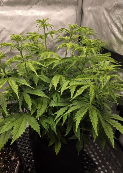 Pandora Auto - Paradise Seeds. Week 7 - Day 43