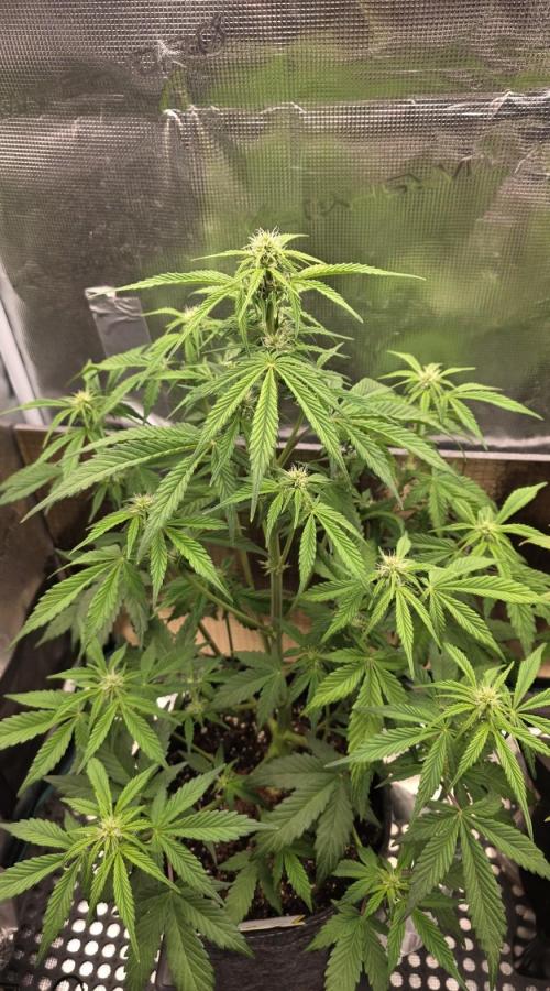 Slamberry - Speedrun Seeds. Week 6 - Day 40