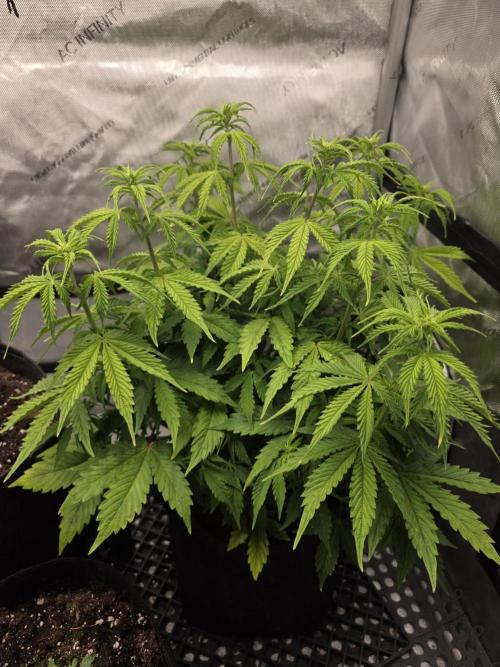 Pandora Auto - Paradise Seeds. Week 7 - Day 44