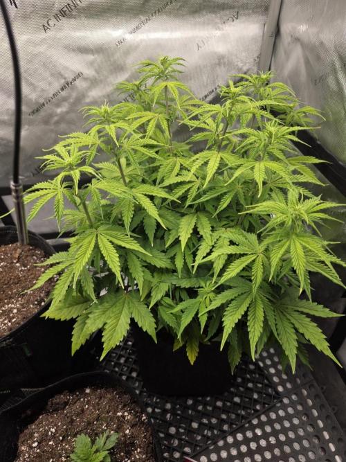 Pandora Auto - Paradise Seeds. Week 7 - Day 45