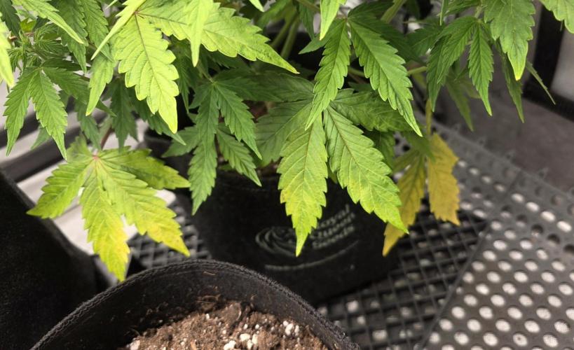 Pandora Auto - Paradise Seeds. Week 7 - Day 45