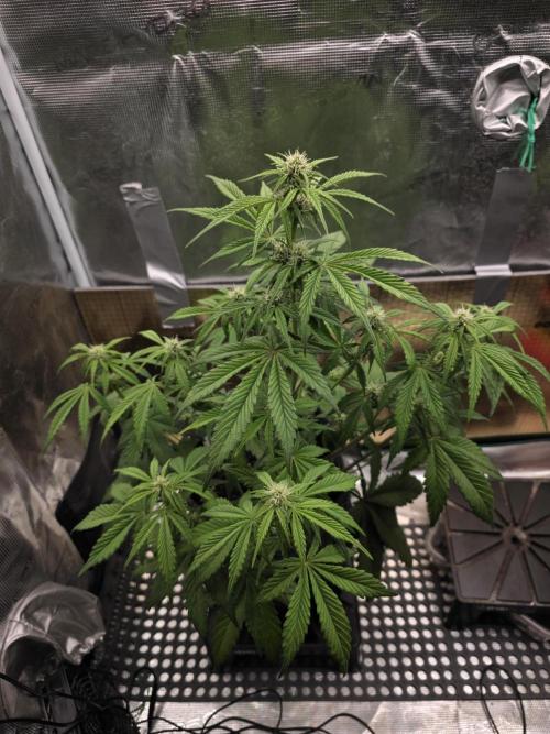 Slamberry - Speedrun Seeds. Week 6 - Day 41