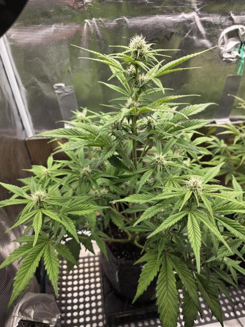 Slamberry - Speedrun Seeds. Week 7 - Day 43