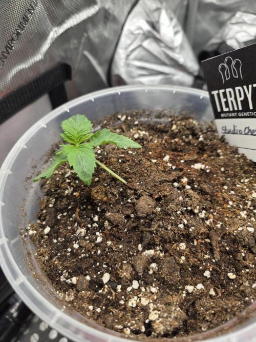 Wizard Trees - Studio Cherry. Week 2 - Day 11