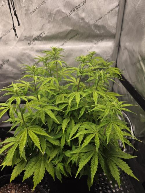Pandora Auto - Paradise Seeds. Week 7 - Day 47