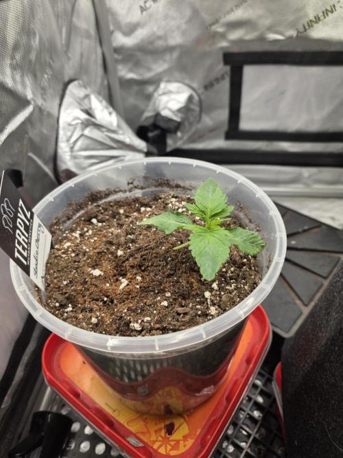 Wizard Trees - Studio Cherry. Week 2 - Day 12