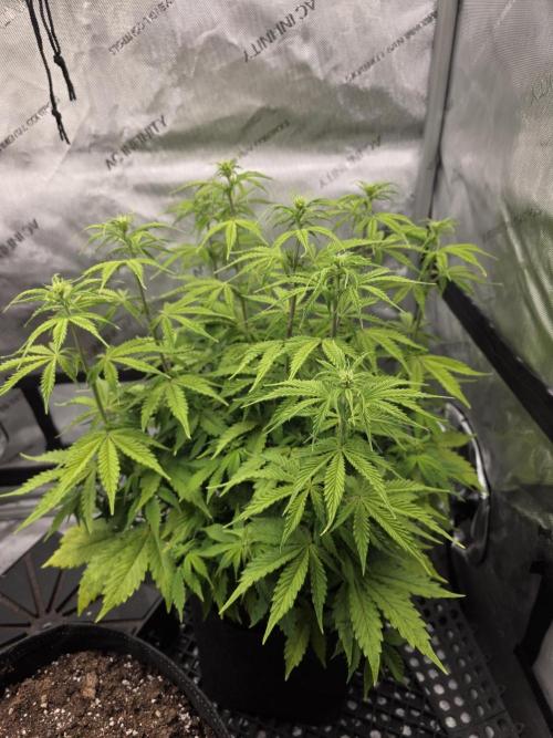 Pandora Auto - Paradise Seeds. Week 7 - Day 48