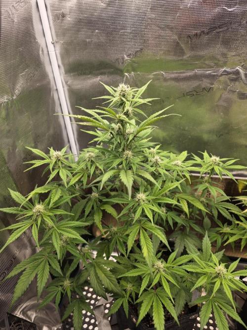 Slamberry - Speedrun Seeds. Week 7 - Day 44