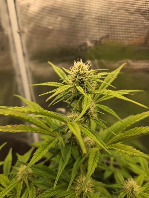 Slamberry - Speedrun Seeds. Week 7 - Day 44