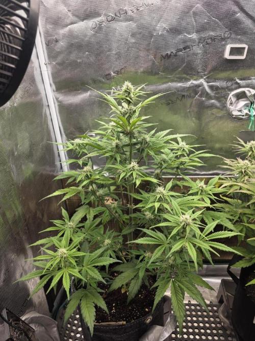 Slamberry - Speedrun Seeds. Week 7 - Day 45