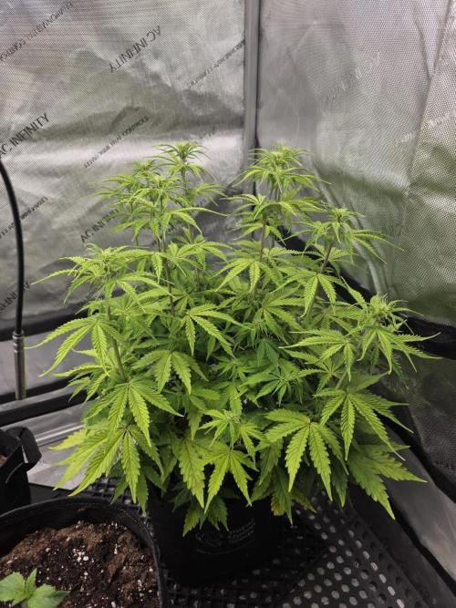 Pandora Auto - Paradise Seeds. Week 7 - Day 49
