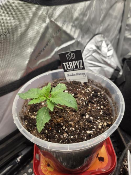 Wizard Trees - Studio Cherry. Week 2 - Day 13