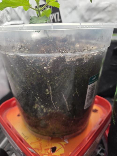 Wizard Trees - Studio Cherry. Week 2 - Day 14