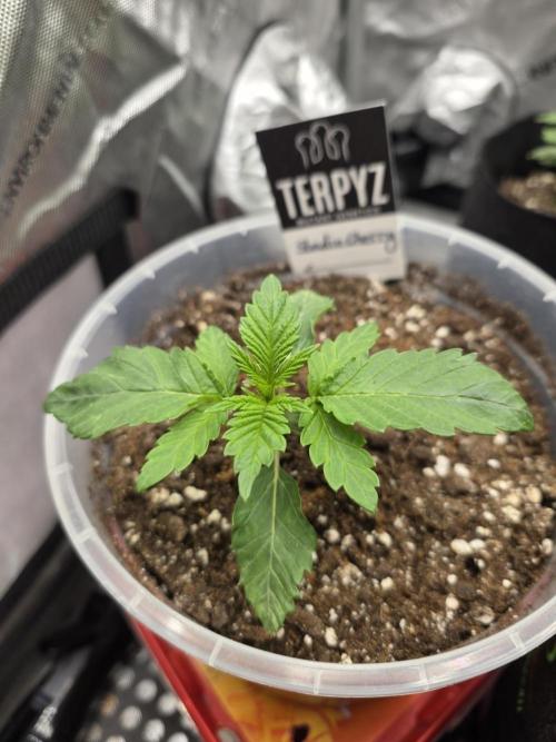 Wizard Trees - Studio Cherry. Week 2 - Day 14