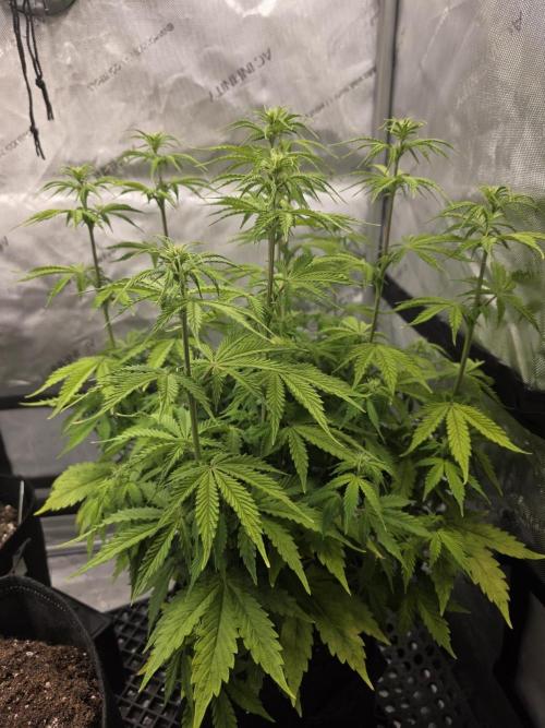 Pandora Auto - Paradise Seeds. Week 8 - Day 50