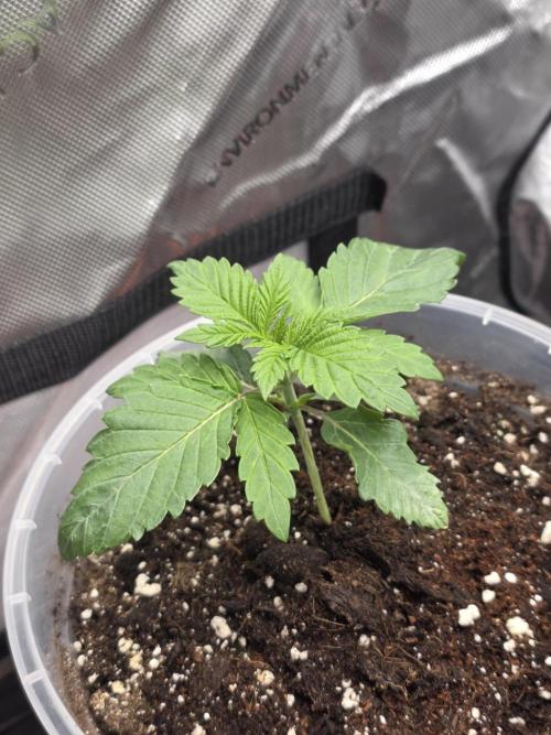 Wizard Trees - Studio Cherry. Week 3 - Day 15