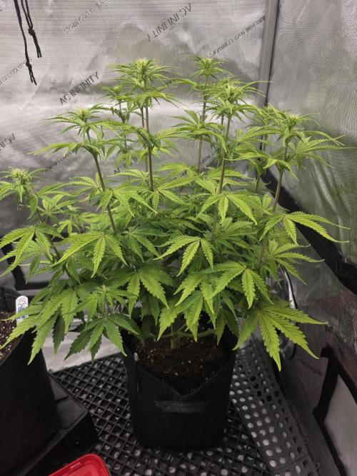 Pandora Auto - Paradise Seeds. Week 8 - Day 51