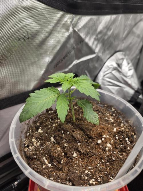 Wizard Trees - Studio Cherry. Week 3 - Day 16