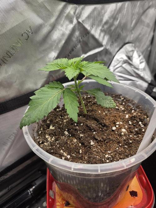 Wizard Trees - Studio Cherry. Week 3 - Day 17