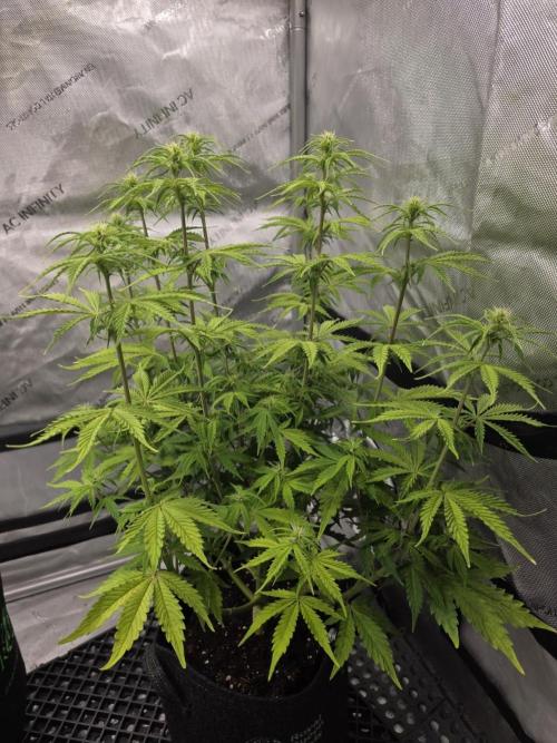 Pandora Auto - Paradise Seeds. Week 8 - Day 53