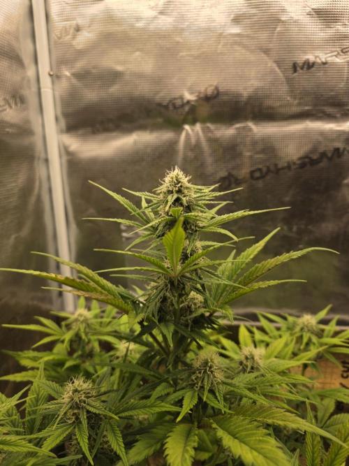 Slamberry - Speedrun Seeds. Week 7 - Day 49