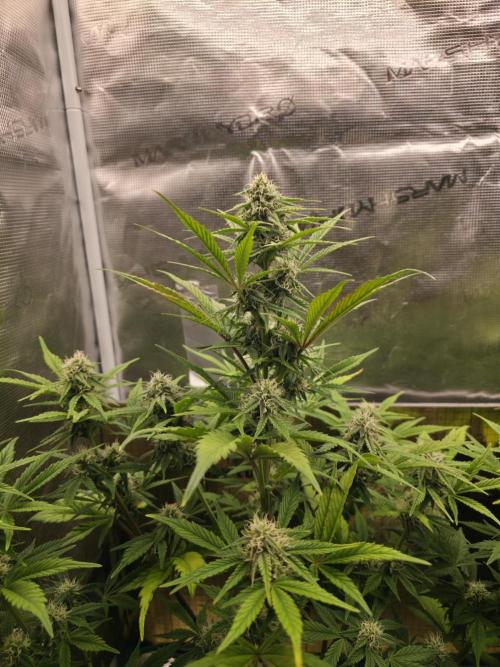 Slamberry - Speedrun Seeds. Week 8 - Day 50