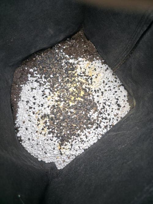 Wizard Trees - Studio Cherry. Week 3 - Day 19 mixing the soil