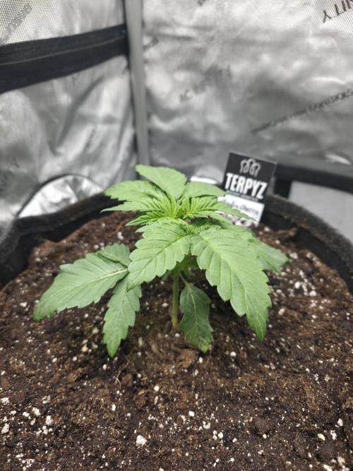 Wizard Trees - Studio Cherry. Week 3 - Day 19 directly after tranplantation