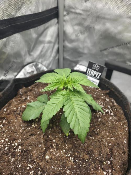 Wizard Trees - Studio Cherry. Week 3 - Day 20