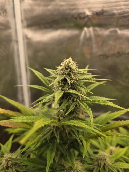 Slamberry - Speedrun Seeds. Week 8 - Day 52