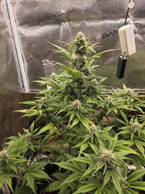 Slamberry - Speedrun Seeds. Week 8 - Day 53