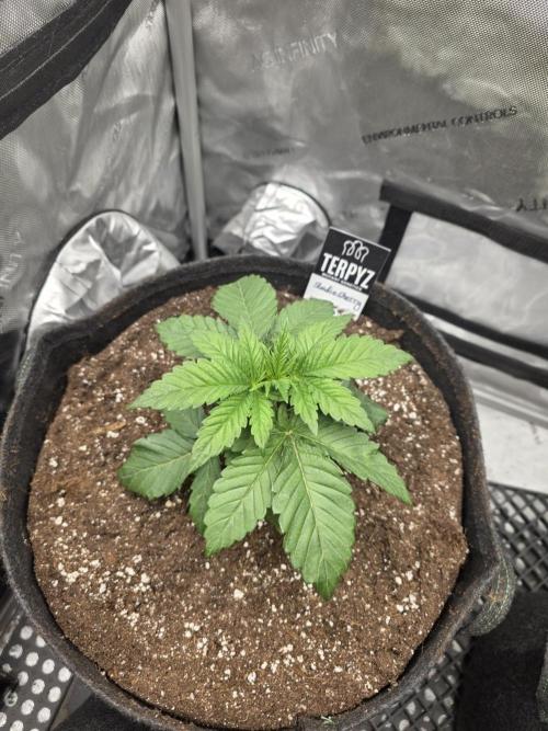 Wizard Trees - Studio Cherry. Week 3 - Day 21