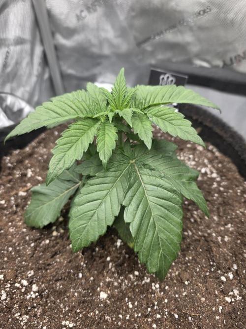 Wizard Trees - Studio Cherry. Week 4 - Day 22