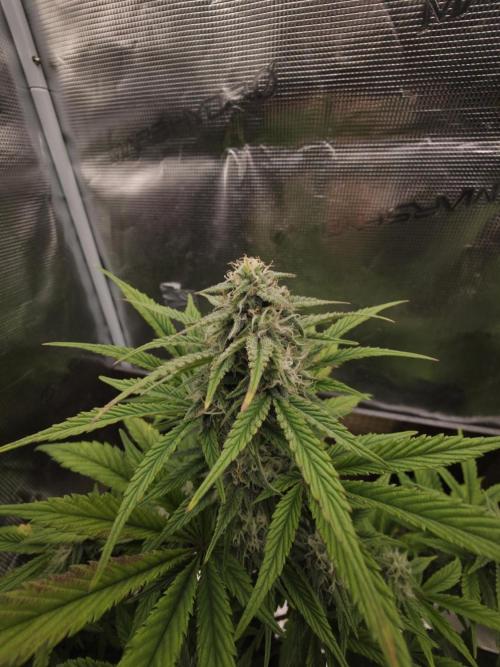 Slamberry - Speedrun Seeds. Week 8 - Day 54