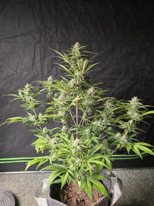 Slamberry - Speedrun Seeds. Week 8 - Day 55