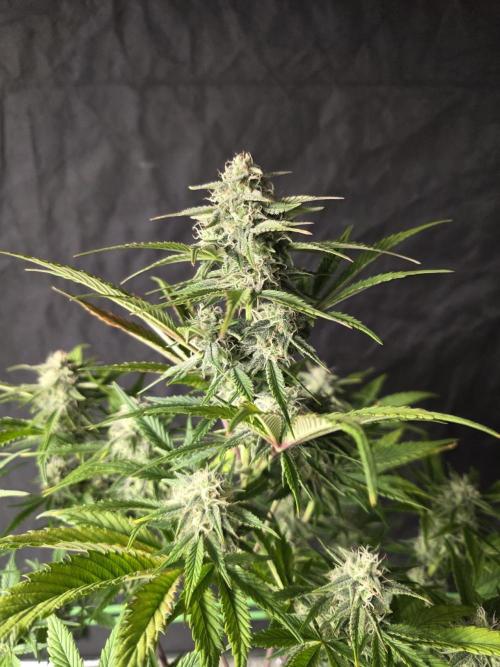 Slamberry - Speedrun Seeds. Week 8 - Day 55