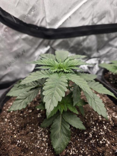 Wizard Trees - Studio Cherry. Week 4 - Day 24