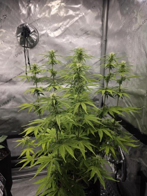Pandora Auto - Paradise Seeds. Week 9 - Day 60