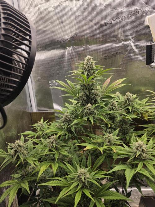 Slamberry - Speedrun Seeds. Week 8 - Day 56