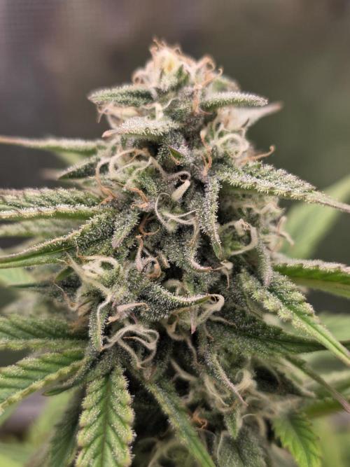 Slamberry - Speedrun Seeds. Week 8 - Day 56