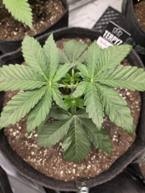 Wizard Trees - Studio Cherry. Week 4 - Day 25