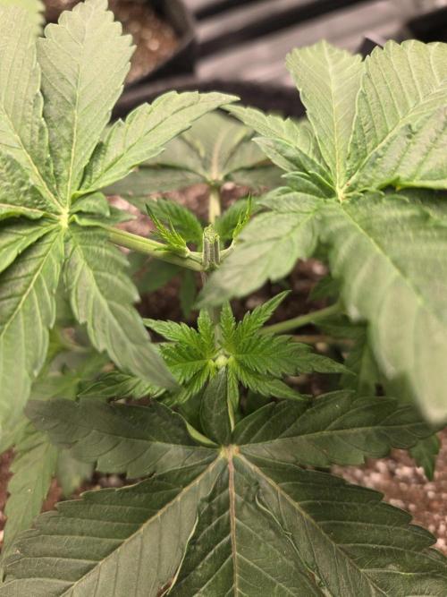 Wizard Trees - Studio Cherry. Week 4 - Day 25