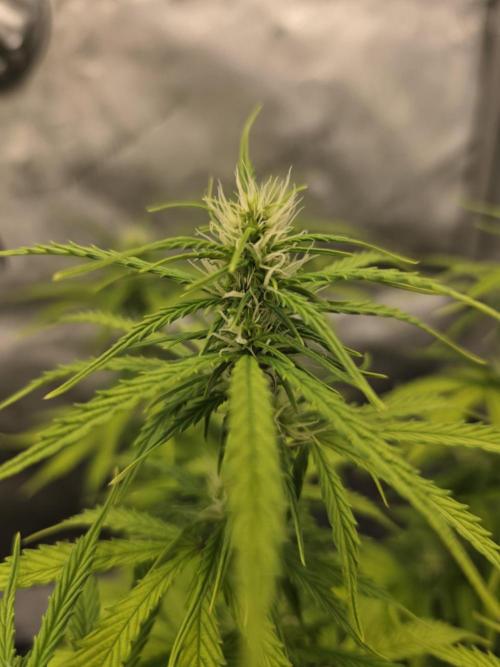 Pandora Auto - Paradise Seeds. Week 9 - Day 61