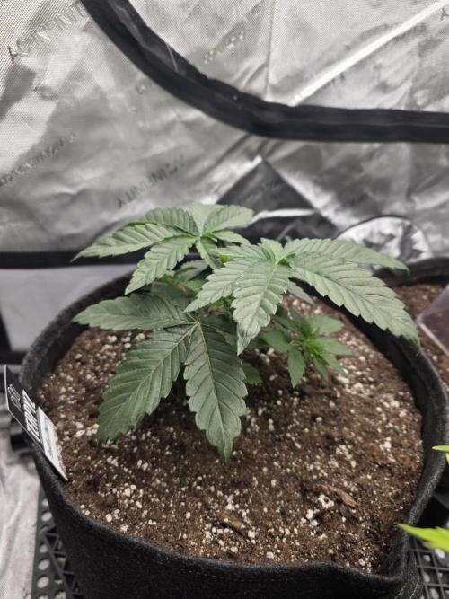 Wizard Trees - Studio Cherry. Week 4 - Day 26