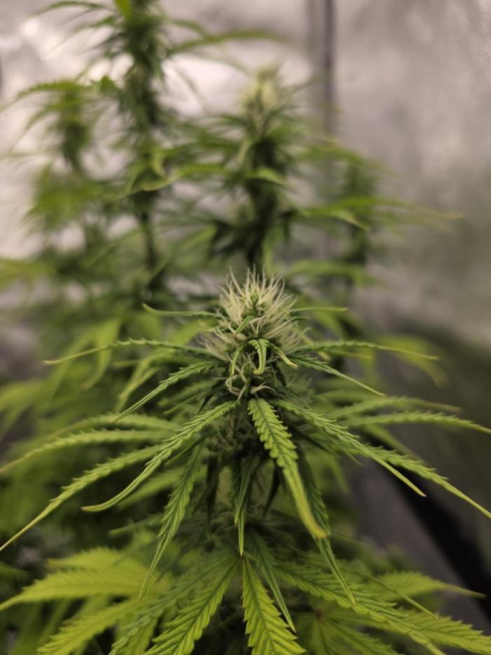 Pandora Auto - Paradise Seeds. Week 10 - Day 64