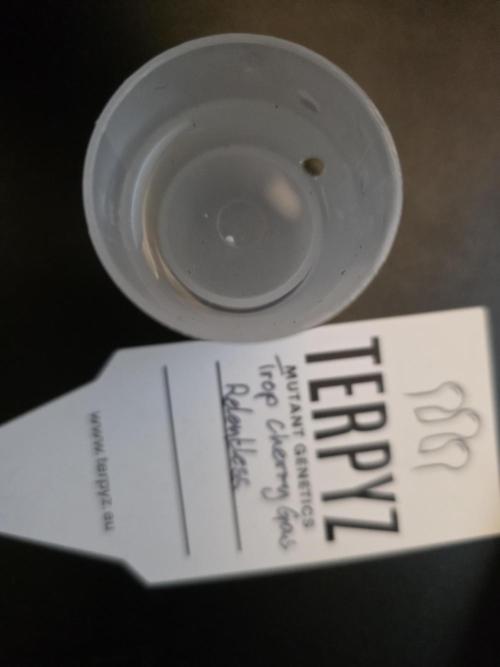 Trop Cherry Gas  - Relentlless. Week 0