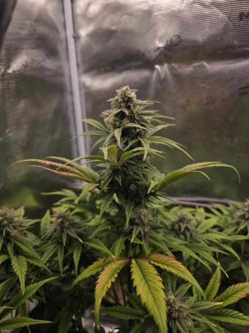 Slamberry - Speedrun Seeds. Week 9 - Day 61